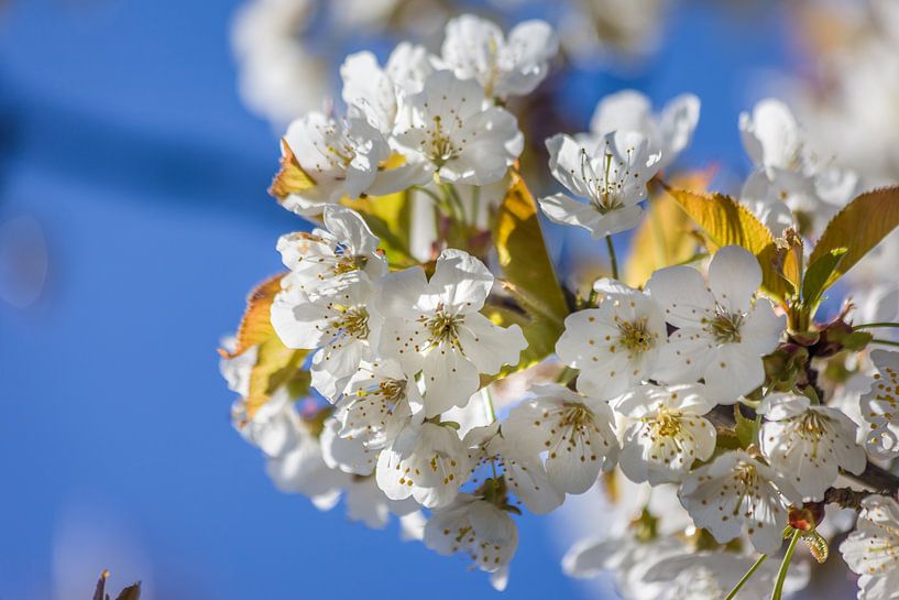 Duftige Kirschblüten van Christian Müringer