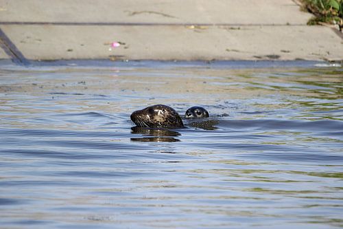 Seal with young / pup 5