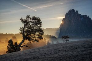L'arbre sur la colline