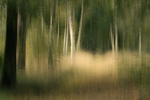 Mysteriöser Wald von Lucia Leemans