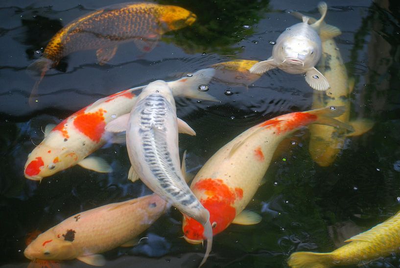 Koi par Hanney Bruijn Fotografie