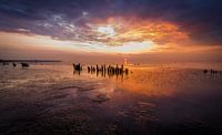 Zon onder in Moddergat Pheasens