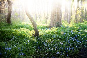 Forêt de conte de fées sur Bernadette Alkemade