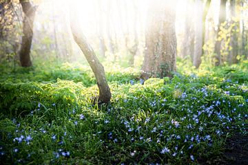 Forêt de conte de fées sur Bernadette Alkemade