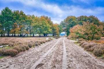 Ermelosche Heide in autumn by eric van der eijk