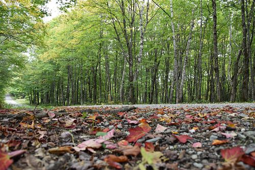 Een landweg in de herfst