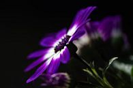 Senecio senetti von Ingrid Aanen Miniaturansicht