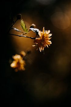 Yellow flowering curry plant in spring