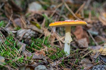  Amanita muscaria or fly agaric  sur ChrisWillemsen