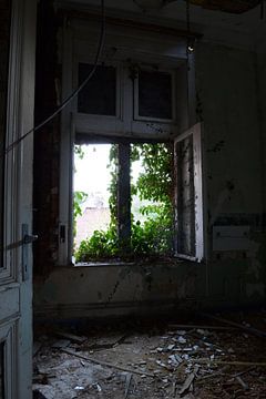 Window