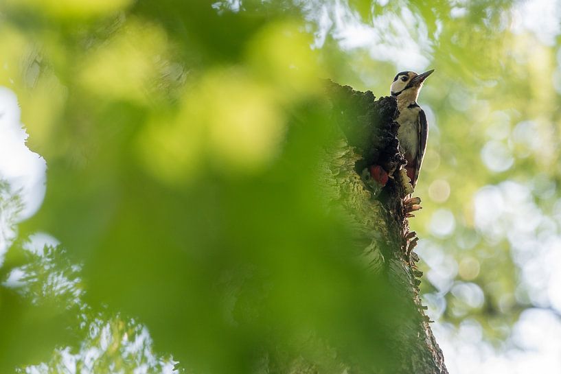 Great spotted woodpecker by Danny Slijfer Natuurfotografie