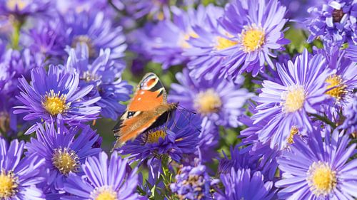 Vlinder op asterbloesem