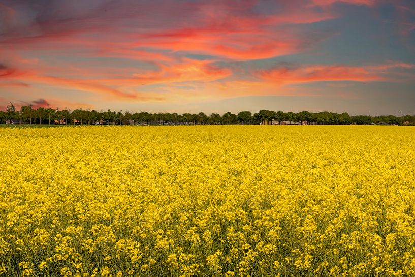 Rapeseed fields in the Netherlands. by Gert Hilbink