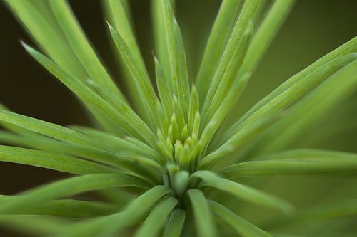 Top of young Larix tree