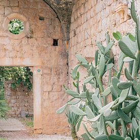 Mediterranean courtyard garden with cacti | Dubrovnik, Croatia by Amy Hengst
