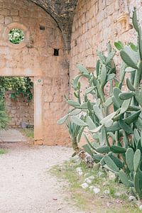 Mediterraanse binnentuin met cactussen | Dubrovnik, Kroatie van Amy Hengst