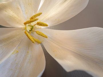 tulipe blanche, Edita Edith Anna sur 1x