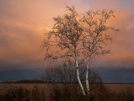 Birke im Unkraut von Annie Keizer