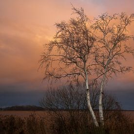 berk in de wieden van Annie Keizer