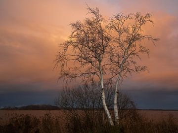 berk in de wieden van Annie Keizer