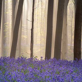 Le conte de fées forêt de Halle VII - Fête de la jacinthe des bois sur Daan Duvillier | Dsquared Photography