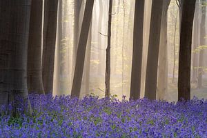 Hasenglöckchen Wald - Nebliger Morgen