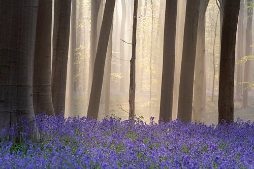 Hasenglöckchen Wald - Nebliger Morgen von Daan Duvillier | Dsquared Photography