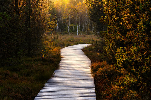 Weg ins Licht des Herbstes