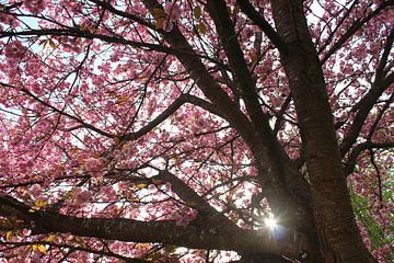 Baumblüte im Gegenlicht mit Sonnenfleck im Frühling