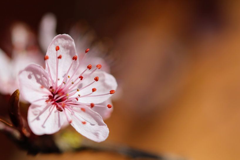 cherry blossom by Martijn van Doorn
