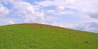 Natural play of colors in the Crete Senesi