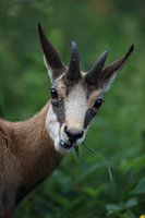 Chamois (Rupicapra rupicapra) Vosges, France