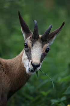 Gämse (Rupicapra rupicapra) Vogesen, Frankreich