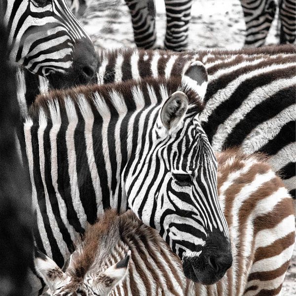 Zebra-Parade von Otte Lambooij