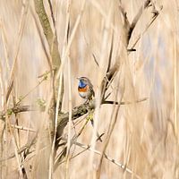 Blauwborst