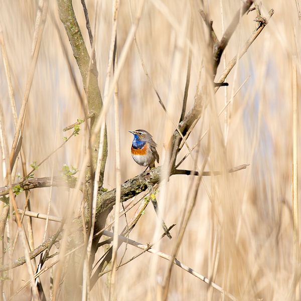 Blauwborst by view photo