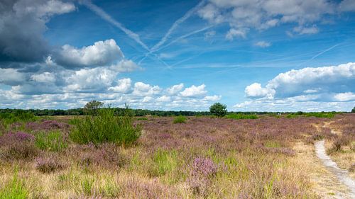 Westerheide in bloei