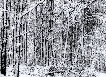 Der Wald im Winter von Krzysztof Tollas