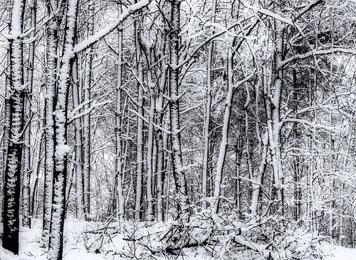 Het bos in de winter