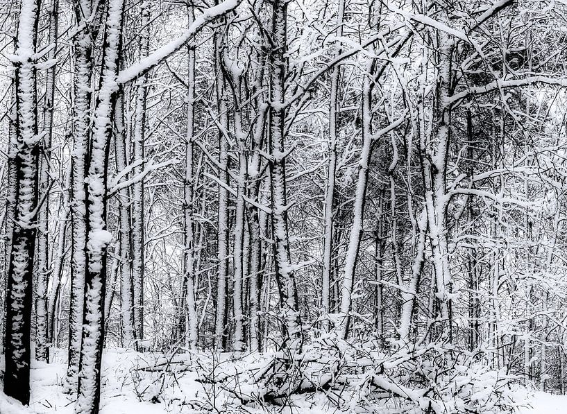 The forest in winter by Krzysztof Tollas