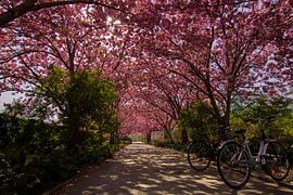 Cherry blossoms by Martin s