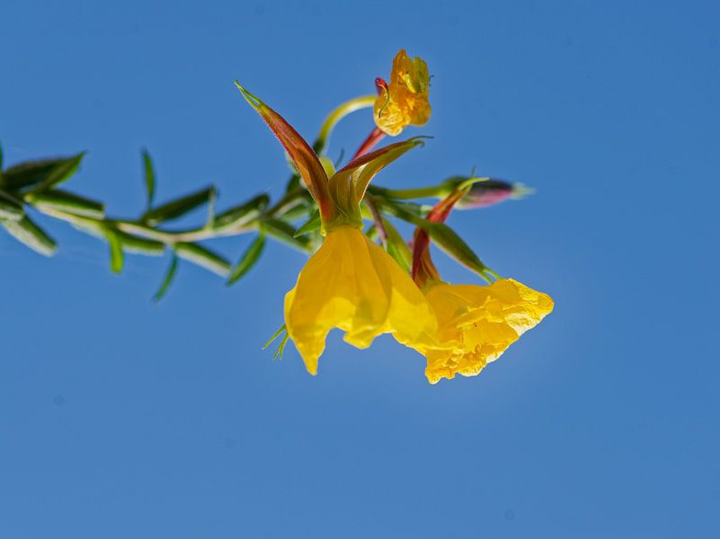 The evening primrose by cobofoto