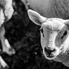 Een Portret Van Een Lammetje In De Lente In Zwart Wit van Tim Demel