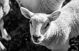 Ein Porträt eines Lammes im Frühling in Schwarz und Weiß von Tim Demel