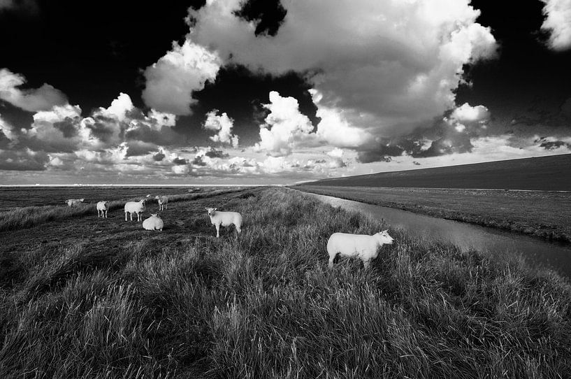 Weißes Schaf von Martijn Schornagel