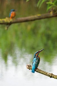 IJsvogels sur Miranda Bos