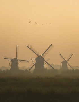 Kinderdijk à l'heure d'or