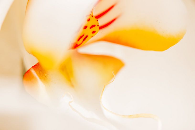 Wit en gele vlinderorchidee 2 van de buurtfotograaf Leontien