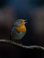 Robin singt