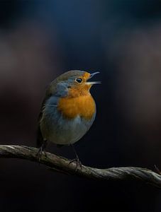 Robin sings by arnemoonsfotografie